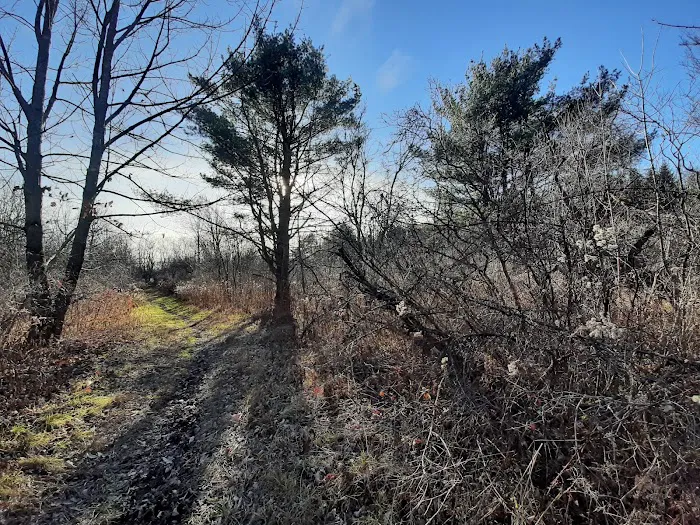 Foster pond camping area 5