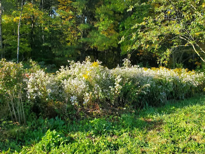 Foster pond camping area 4