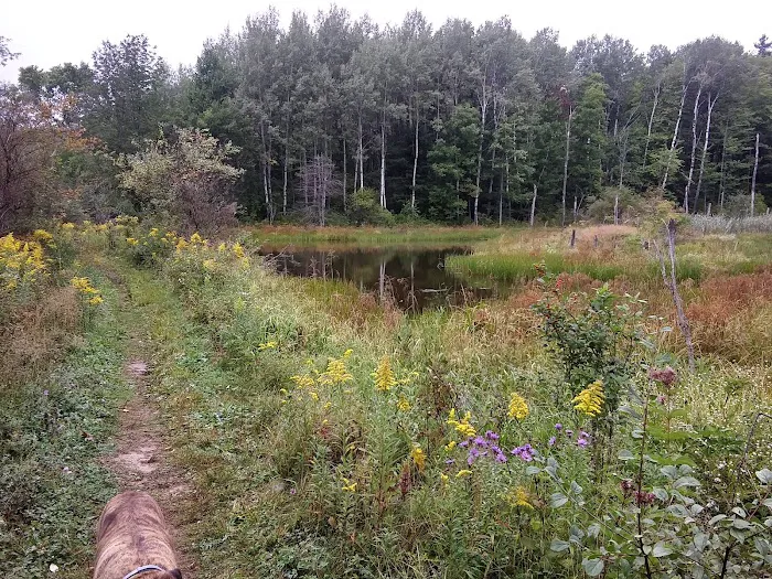 Foster pond camping area 1