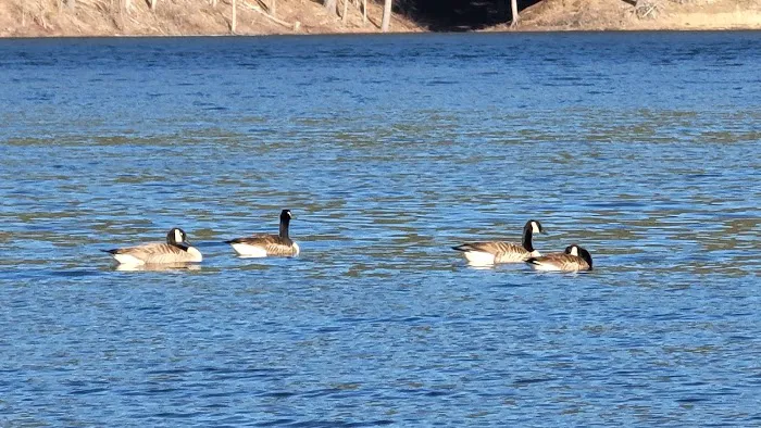 Surry Mountain Camp Ground 5