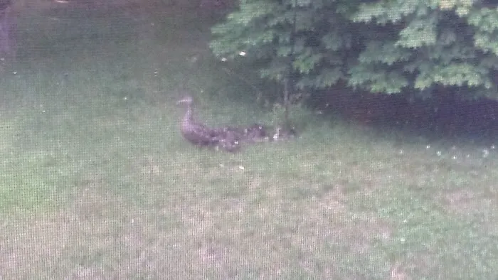 Forest Park Tenants Co-Op 0