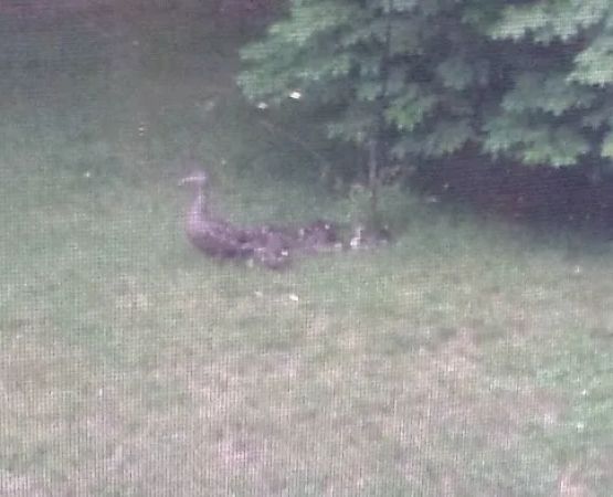 Forest Park Tenants Co-Op