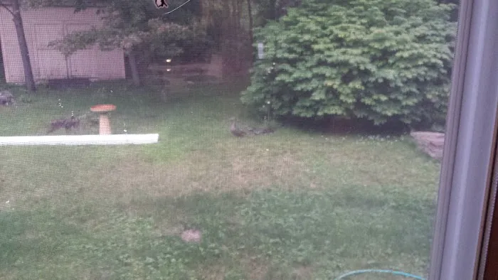 Forest Park Tenants Co-Op 3