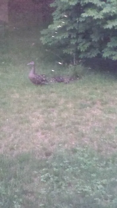 Forest Park Tenants Co-Op 5