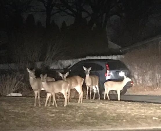 Sherwood Valley Adult Mobile