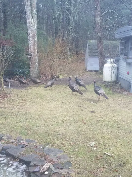 Maple Root Corporation 3