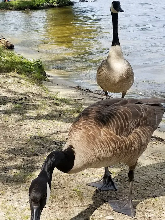 Shady Point Beach & Campground 9