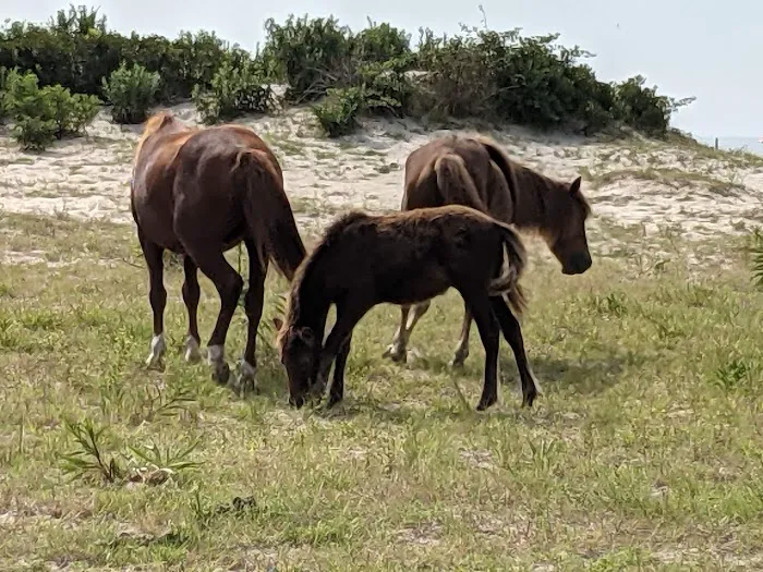 Assateague National Seashore Campground - Spot Bayside B33 0