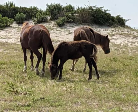 Assateague National Seashore Campground - Spot Bayside B33