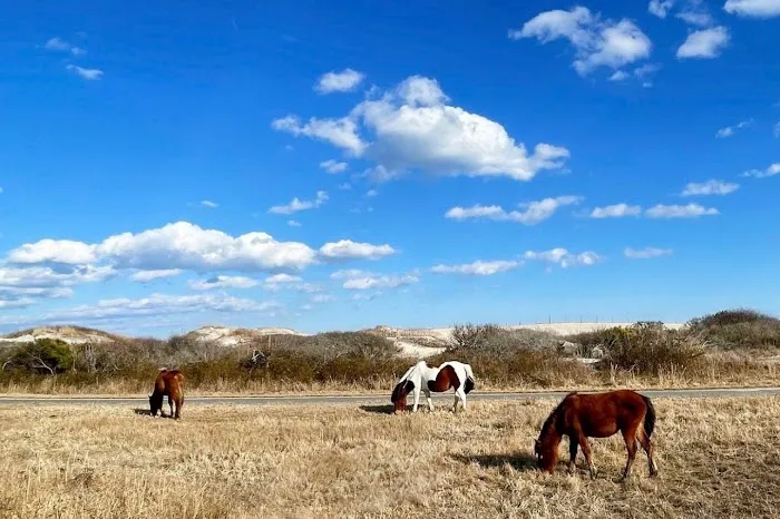 Assateague National Seashore Campground - Spot Bayside B33 4