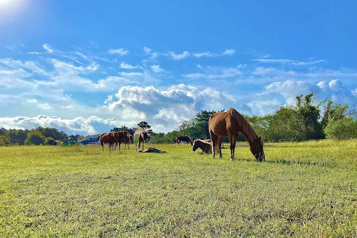 Bayside Drive-in Campground 2