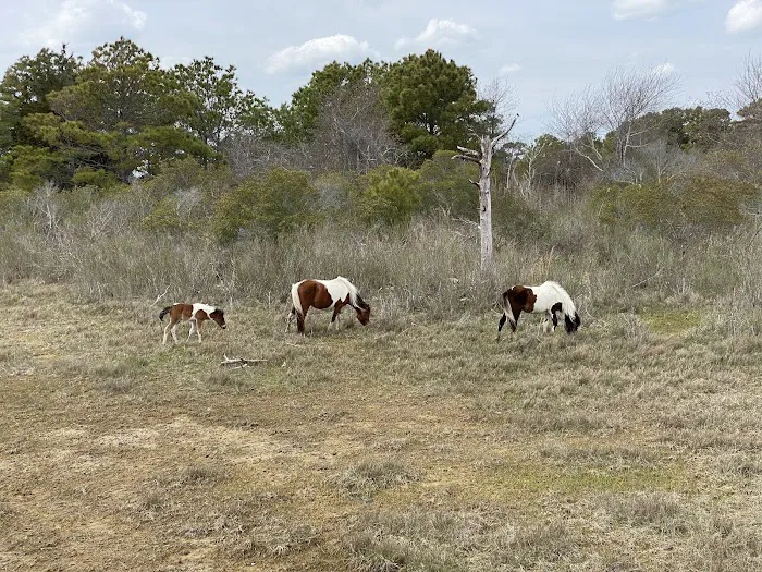 Bayside Drive-in Campground 8