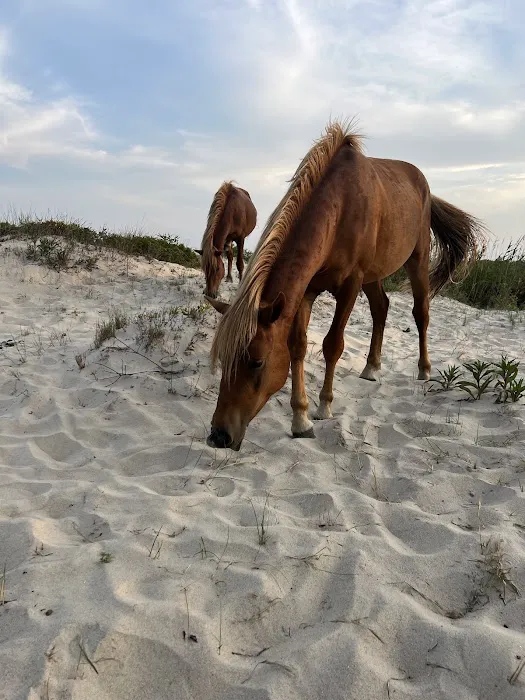 Oceanside Group Campground 2