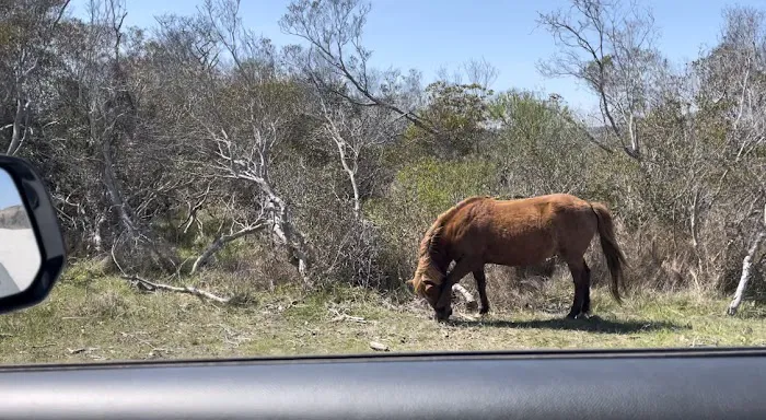 Oceanside Group Campground 9