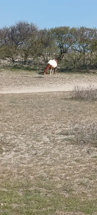 Oceanside Group Campground 7