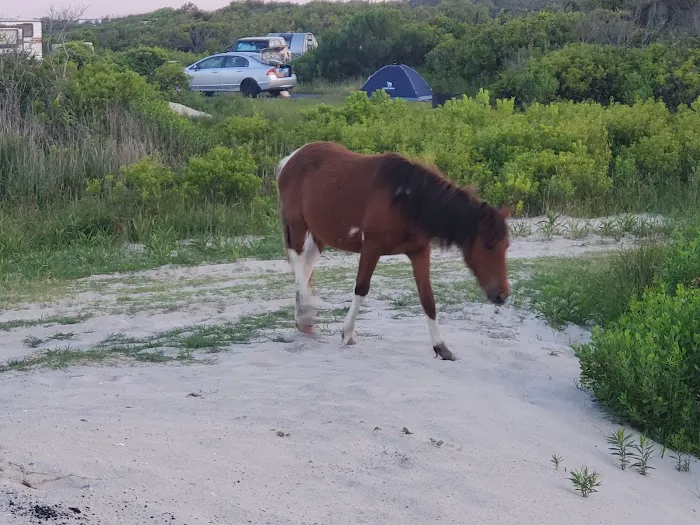 Oceanside Drive-In Campground 5