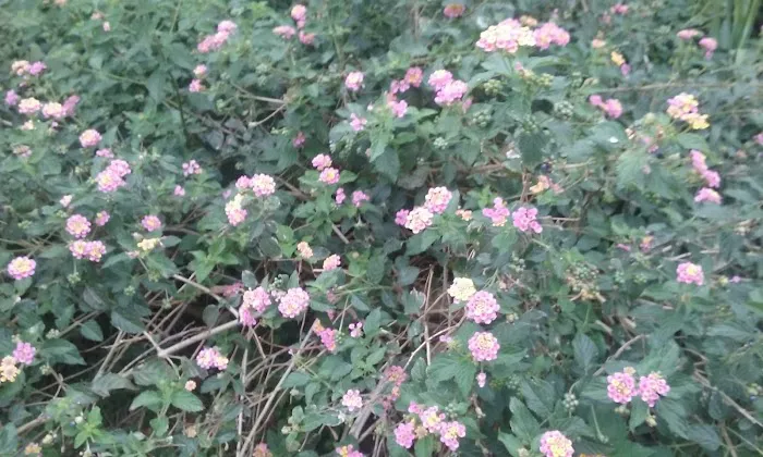 Riverview mobile court llc 0