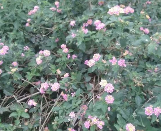 Riverview mobile court llc