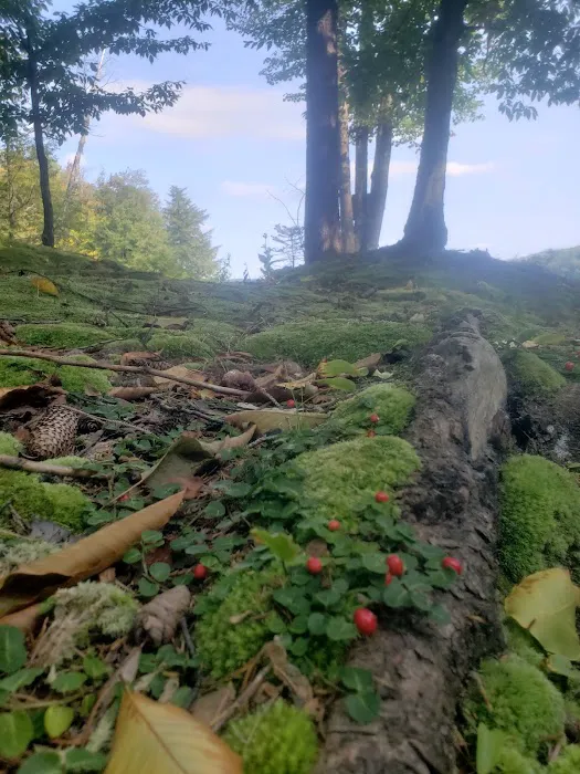 Soft Maple Campground 5