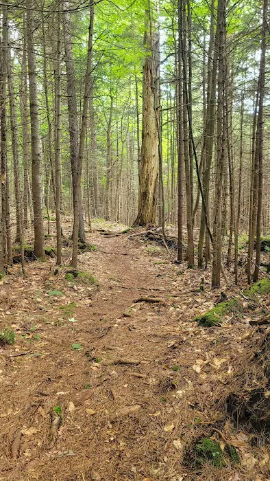 Limekiln campground nature trail 6