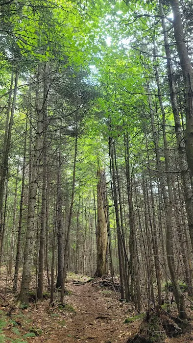 Limekiln campground nature trail 4