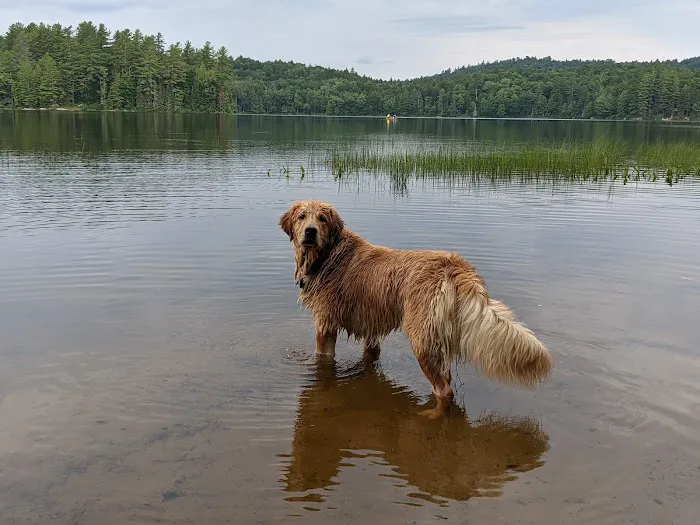 Brown Tract Pond Campground 1