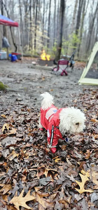 Little Bennett Campground Loop A Tent Area 0