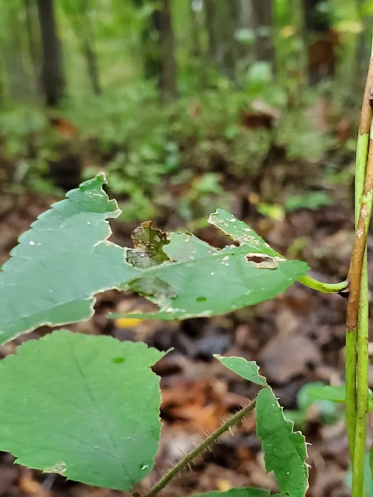 Natural Resources Department 8