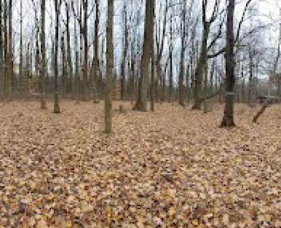 Poplar Grove Youth Group Tent Campground