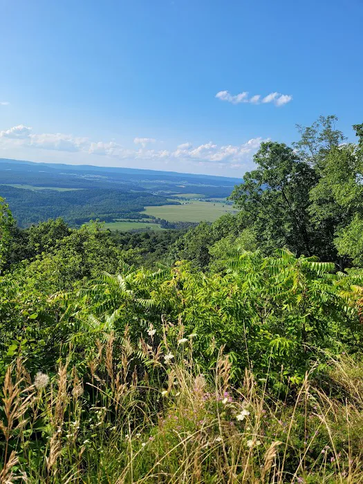 Rothrock State Forest Campsite #1 8