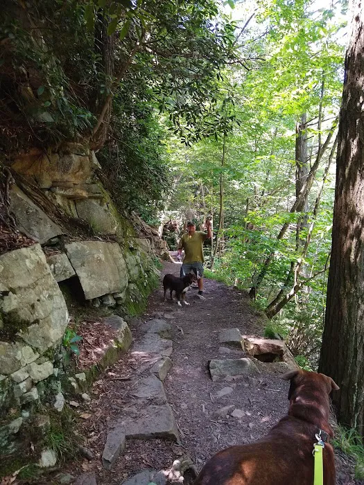 Rothrock State Forest Campsite #1 0