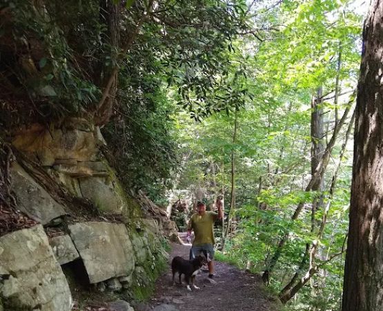 Rothrock State Forest Campsite #1