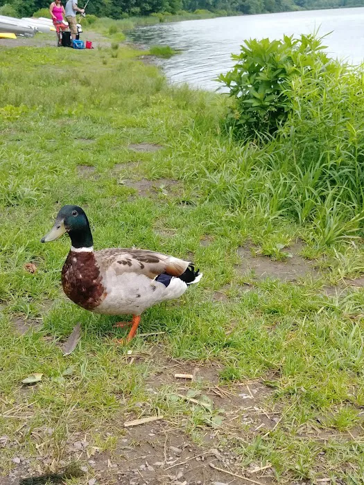 Woodland Campground 4