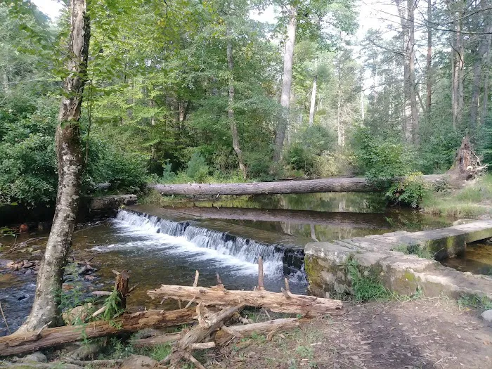 Chinquapin Hill Campground 5