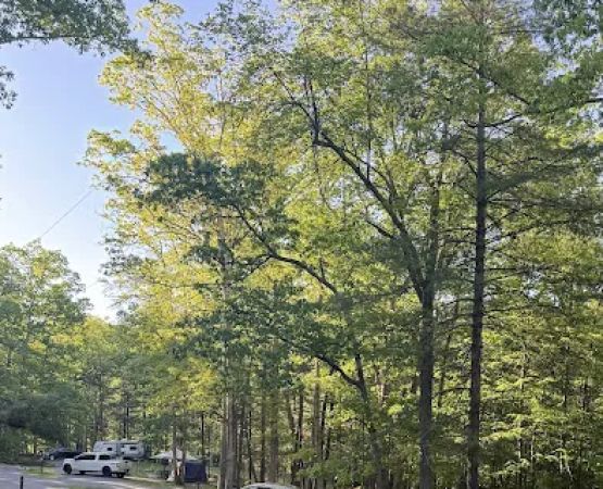 Chinquapin Hill Campground