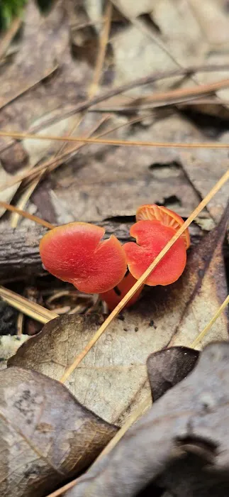 Raccoon Run Campsite #15 State Forest Grounds 4