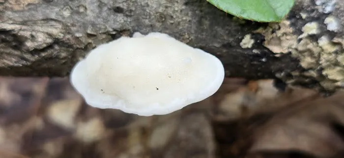 Raccoon Run Campsite #15 State Forest Grounds 2