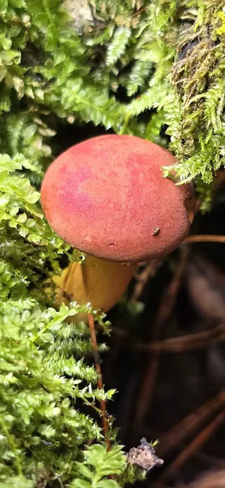 Raccoon Run Campsite #15 State Forest Grounds 3