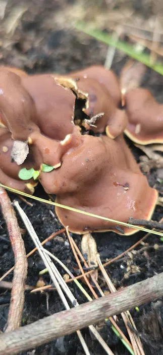 Raccoon Run Campsite #15 State Forest Grounds 6