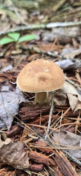 Raccoon Run Campsite #15 State Forest Grounds 0