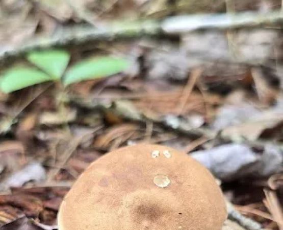 Raccoon Run Campsite #15 State Forest Grounds