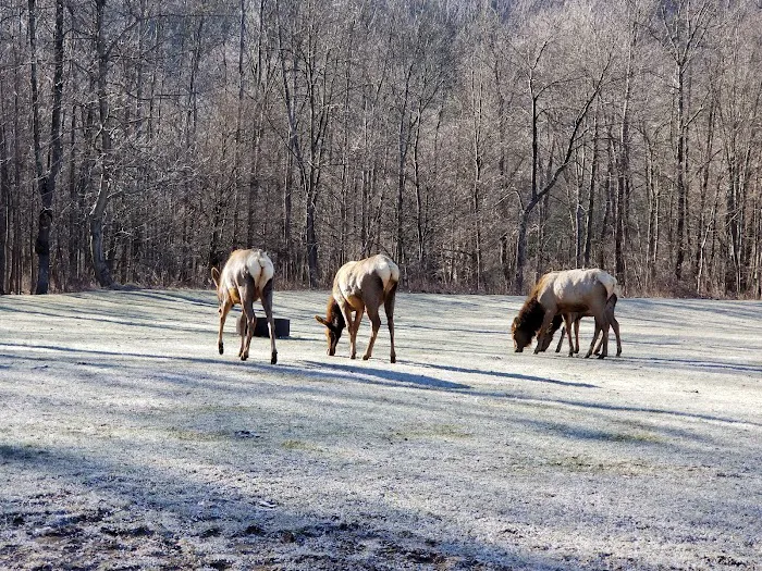 Benezett Store Campground 4