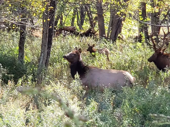 Benezett Store Campground 2
