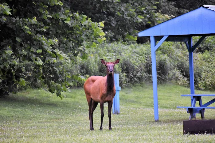 Benezett Store Campground 6