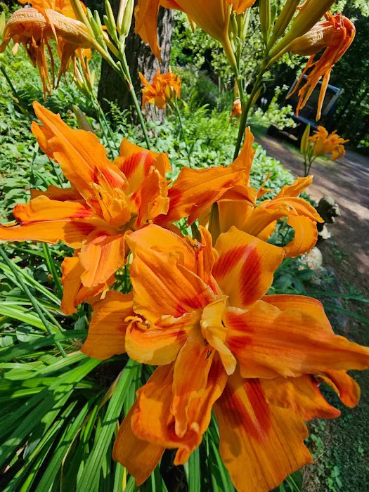 Tree Farm Campground 8