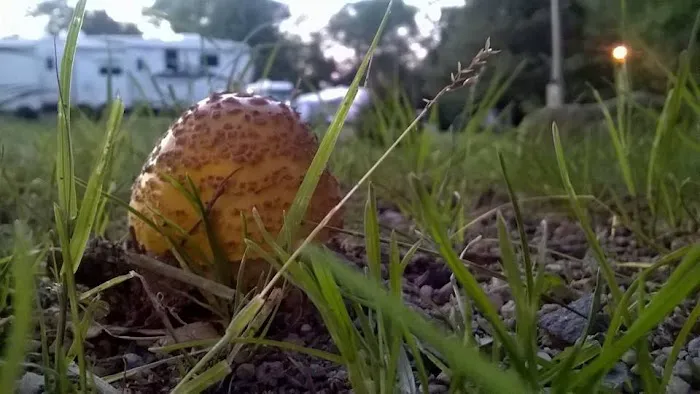 Circle CG Farm Campground 3