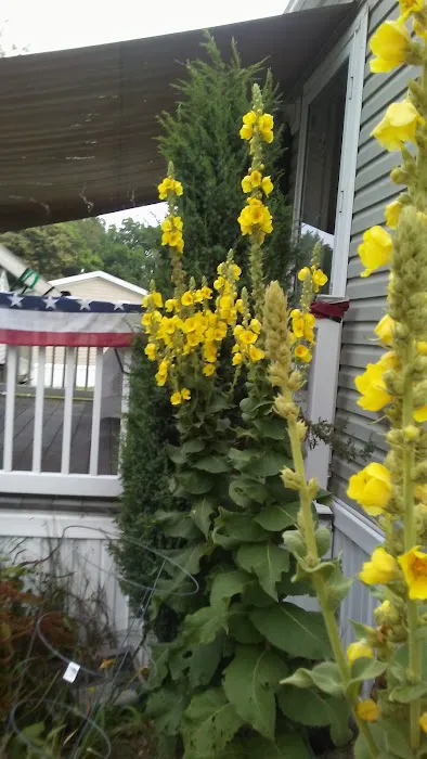 Kingstown Park Mobile Home & Sales 1