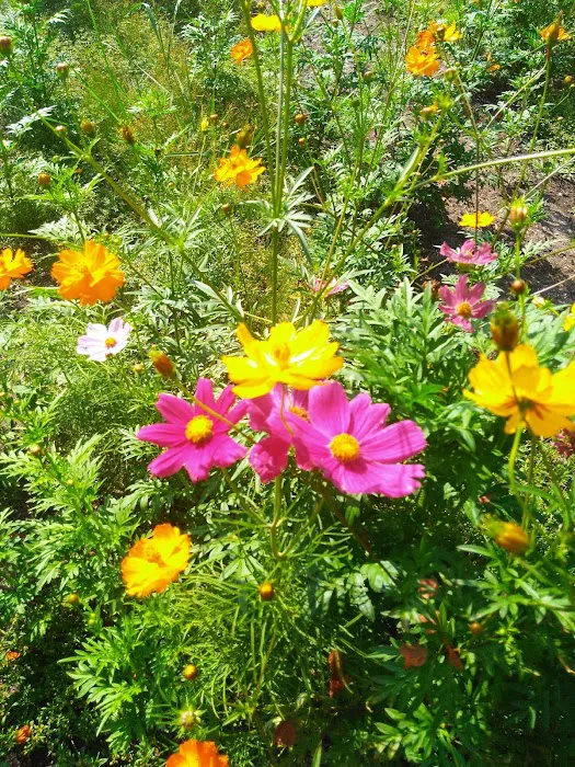 Countryside Trailer Park 3