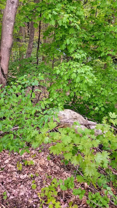 Littleton Motor Court 7