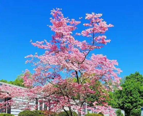 Littleton Motor Court